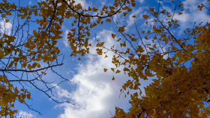 Autumn leaves in full bloom, beautiful gradation of maple, landscape background of blue sky and autumn leaves, maple picking, autumn and winter
