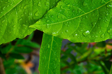 Natural green leaves background with splash of water. Selected focus with copy space