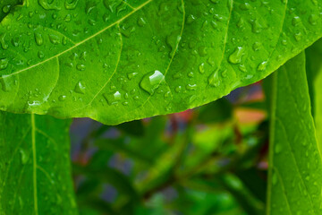 Natural green leaves background with splash of water. Selected focus with copy space