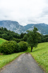 Fototapeta na wymiar Forest landscape at the Traunsee, Austria