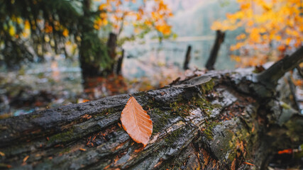 Autumn Leaves Background - Autumn Leaves backdrop