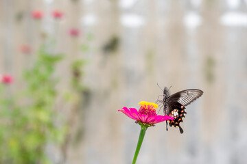 The butterfly sucks the flower essence by flapping its swaying wings