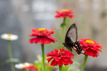 The butterfly sucks the flower essence by flapping its swaying wings