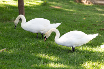 two swans in the grass
