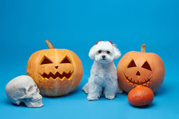 charming little Maltese lapdog with Jack's lamps. the concept of a festive photo shoot for Halloween in the studio on a blue background