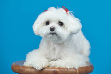 charming little Maltese lapdog. photo shoot in the studio on a blue background