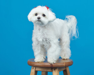 charming little Maltese lapdog. photo shoot in the studio on a blue background