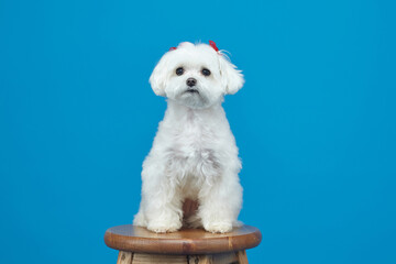 charming little Maltese lapdog. photo shoot in the studio on a blue background