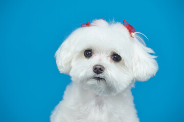 charming little Maltese lapdog. photo shoot in the studio on a blue background