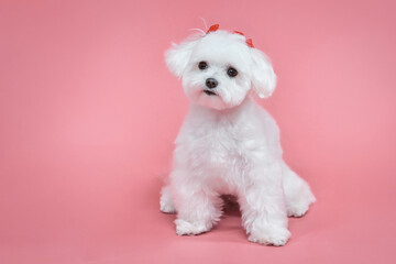 charming little Maltese lapdog. photo shoot in the studio on a pink background