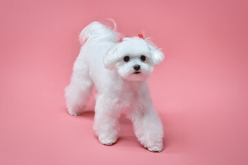 charming little Maltese lapdog. photo shoot in the studio on a pink background
