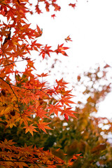 red autumn leaves