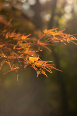 autumn leaves background