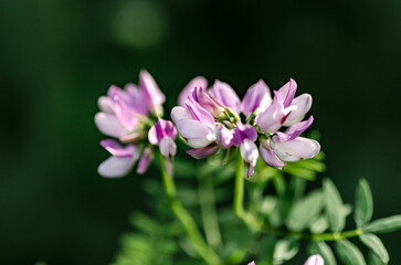 Fototapeta premium Light pink meadow clover flowers close-up