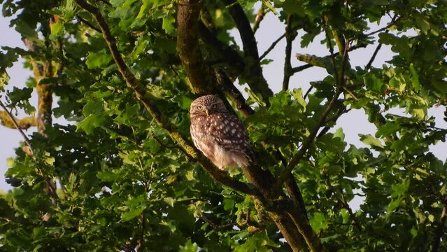 Steinkauz&nbsp;(Athene noctua)

