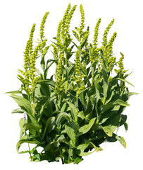 Isolated PNG cutout of a plant