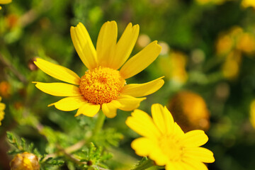 Beautiful yellow flowers in garden