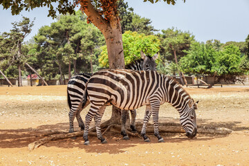Fototapeta na wymiar Beautiful zebras in safari park