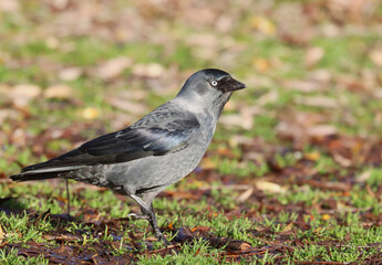 Jackdaw