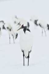 Bird watching, red-crowned crane, in
 winter