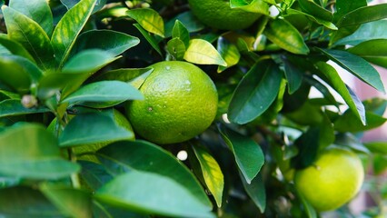 秋になり色づき始めた夏みかん