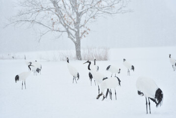 Obraz premium Bird watching, red-crowned crane, in winter