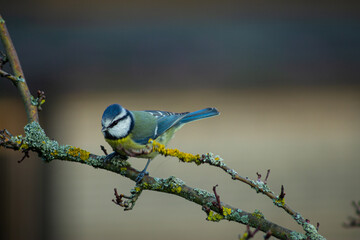 Blue tit