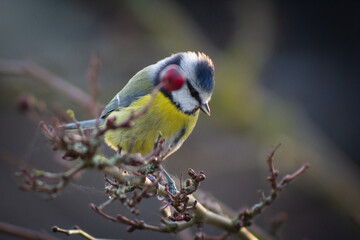 Blue tit