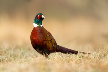 Common pheasant Phasianus colchius Ring-necked pheasant in natural habitat, blurred background, grassland