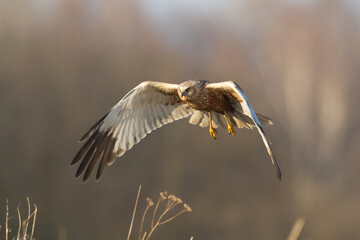 Flying Birds of prey Marsh harrier Circus aeruginosus, hunting time Poland Europe