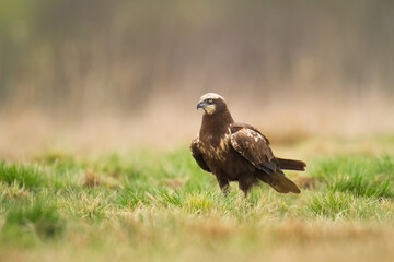 Flying Birds of prey Marsh harrier Circus aeruginosus, hunting time Poland Europe