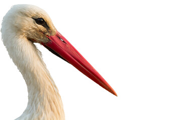 white stork Ciconia ciconia close-up bird head, long red beak, Poland Europe, bird's head isolated on white background