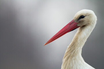 Bird White Stork Ciconia ciconia hunting time summer in Poland Europe, bird's head close-up