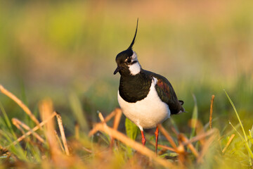 Bird Lapwing Vanellus vanellus on green background spring time close up