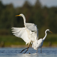 Bird Egretta alba Great Egret white bird on dark black background White Heron