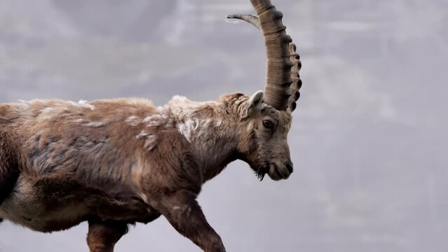 eine kamerafahrt von einem steinbock in den bergen in österreich, mehrere einstellungen vom kopf und vom ganzen tier, 50 fps, Capra ibex