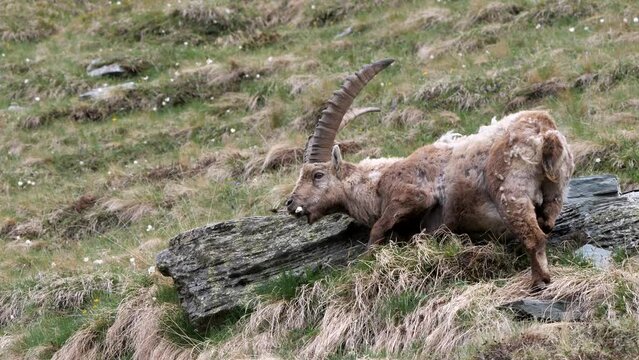 ein steinbock frisst blumen und gras in den alpen von &ouml;sterreich, au&szlig;erdem kamerafahrt vom laufenden tier, 50 pfs, capra ibex