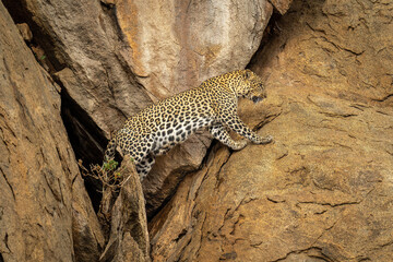 Naklejka na ściany i meble Leopard climbs out of cave in rock