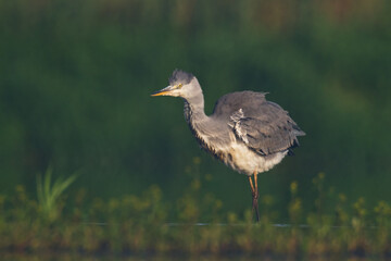 Bird Grey heron, gray heron Ardea cinerea bird on dark green background, hunting time