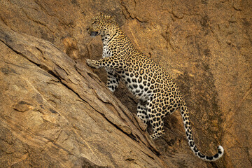 Fototapeta na wymiar Leopard climbs up steep rockface lifting paw