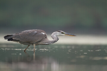 Bird Grey heron, gray heron Ardea cinerea bird on dark green background, hunting time