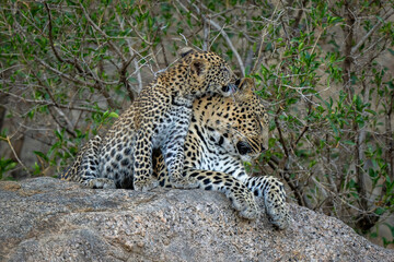 Naklejka na ściany i meble Leopard cub sits grooming mother on rock
