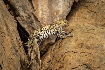 Leopard comes out of cave in rock