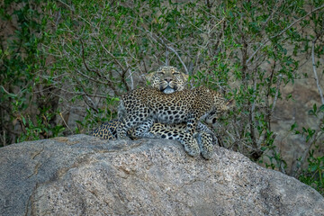 Fototapeta na wymiar Leopard cub brushes past mother on rock