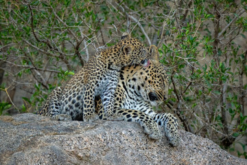 Leopard cub sits licking mother on rock