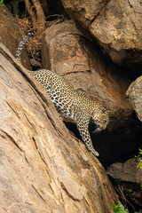 Fototapeta na wymiar Leopard climbs down steep rock lifting paw