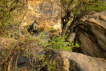 Leopard cub sits on rock turning head