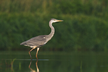 Bird Grey heron, gray heron Ardea cinerea bird on dark green background, hunting time
