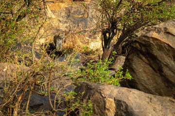 Leopard cub stands on rocks amongst bushes