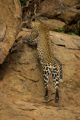 Leopard in mid-air jumping up steep rockface
